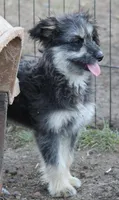Fluffy - Black Tri Male 1, a male Miniature Aussiedoodle for sale in Lawton, OK – 3 of 5