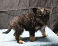 Fluffy - Black Tri Male 1, a male Miniature Aussiedoodle for sale in Lawton, OK – Photo 2 of 10