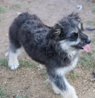 Fluffy - Black Tri Male 1, a male Miniature Aussiedoodle for sale in Lawton, OK – 4 of 5