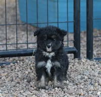 Fluffy - Black Tri Male 1, a male Miniature Aussiedoodle for sale in Lawton, OK – Photo 7 of 10