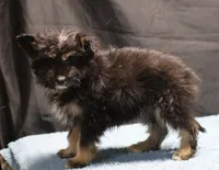 Fluffy - Black Tri Male 1, a male Miniature Aussiedoodle for sale in Lawton, OK – Photo 4 of 10