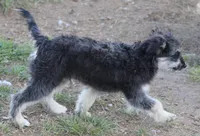 Fluffy - Black Tri Male 1, a male Miniature Aussiedoodle for sale in Lawton, OK – 5 of 5