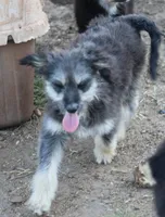 Fluffy - Black Tri Male 1, a male Miniature Aussiedoodle for sale in Lawton, OK – 2 of 5
