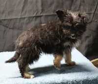 Fluffy - Black Tri Male 1, a male Miniature Aussiedoodle for sale in Lawton, OK – Photo 3 of 10