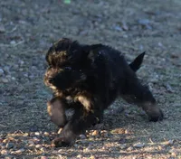 Fluffy - Black Tri Male 1, a male Miniature Aussiedoodle for sale in Lawton, OK – Photo 10 of 10