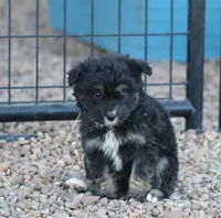 Fluffy - Black Tri Male 1, a male Miniature Aussiedoodle for sale in Lawton, OK – Photo 6 of 10
