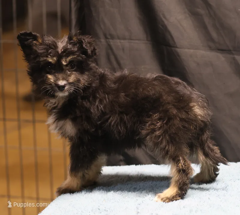 Fluffy - Black Tri Male 1