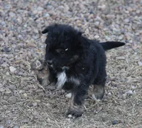 Fluffy - Black Tri Male 1, a male Miniature Aussiedoodle for sale in Lawton, OK – Photo 8 of 10