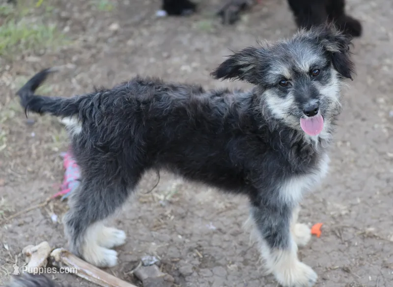 Fluffy - Black Tri Male 1 – Miniature Aussiedoodle puppy for sale in Lawton, OK