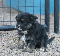 Fluffy - Black Tri Male 1, a male Miniature Aussiedoodle for sale in Lawton, OK – Photo 9 of 10