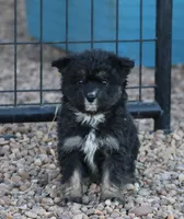 Fluffy - Black Tri Male 1, a male Miniature Aussiedoodle for sale in Lawton, OK – Photo 5 of 10