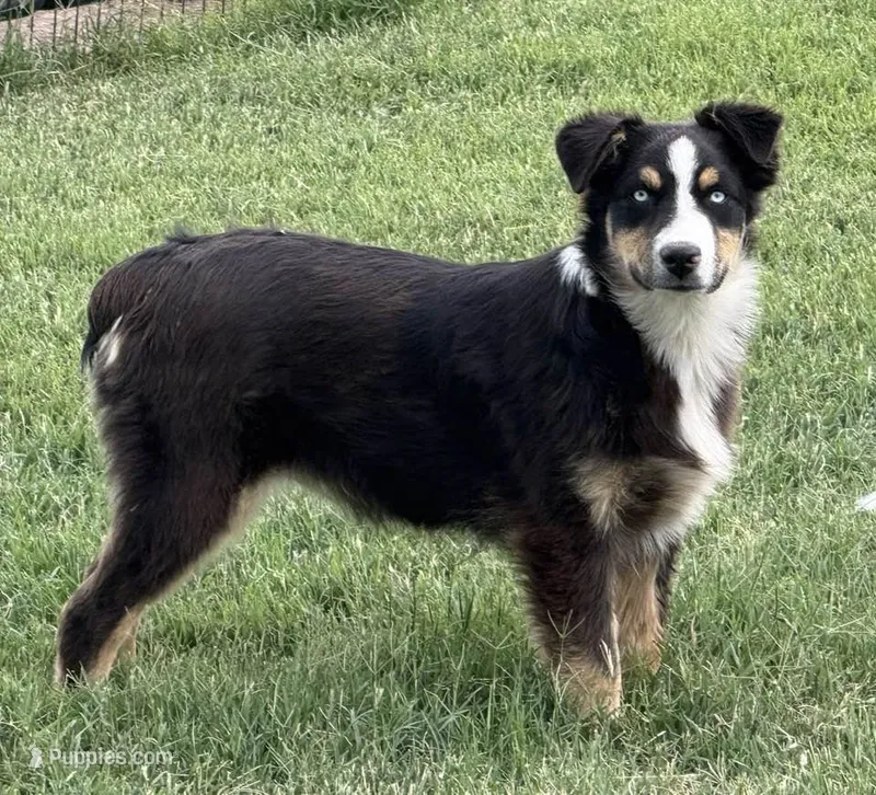 Stormi - Black Tri Male – Miniature Australian Shepherd puppy for sale in Lawton, OK