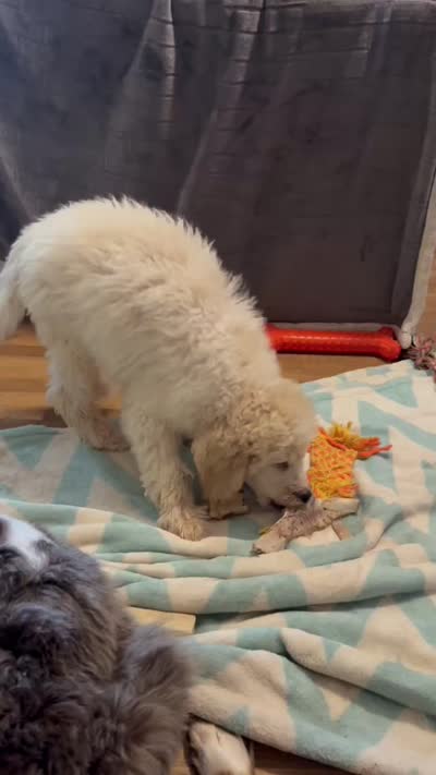 CT - Cream Parti Female, a female Goldendoodle for sale in Lawton, OK – 10 of 10