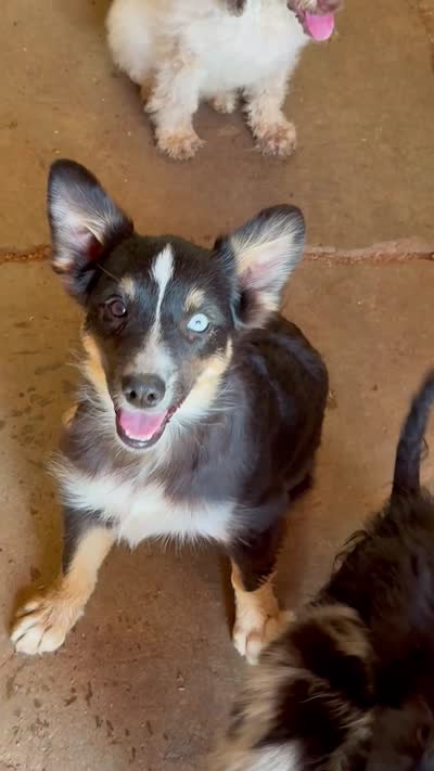 Oakley - Black Tri Female, a female Miniature Australian Shepherd for sale in Lawton, OK – 2 of 3