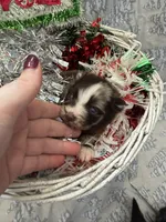 Boy2, a male Pomeranian for sale in Lawrence, MI – Photo 4 of 8