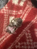 Boy2, a male Pomeranian for sale in Lawrence, MI – Photo 8 of 8