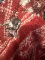 Boy2, a male Pomeranian for sale in Lawrence, MI – Photo 5 of 8