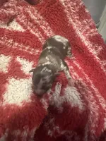 Boy2, a male Pomeranian for sale in Lawrence, MI – Photo 7 of 8