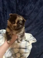 Boy2, a male Pomeranian for sale in Lawrence, MI – Photo 1 of 8