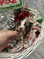 Boy2, a male Pomeranian for sale in Lawrence, MI – Photo 3 of 8