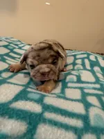 Pebbles , a female French Bulldog for sale in Kankakee, IL – 3 of 6