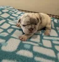 Misty, a female French Bulldog for sale in Kankakee, IL – 3 of 7