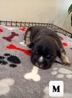 Ace, a male French Bulldog for sale in Kankakee, IL – 1 of 7