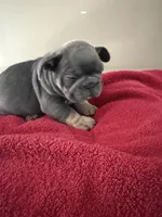 Steel, a male French Bulldog for sale in Kankakee, IL – 4 of 5