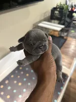 Steel, a male French Bulldog for sale in Kankakee, IL – 3 of 6