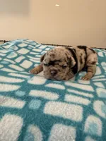 Patches, a female French Bulldog for sale in Kankakee, IL – 5 of 6