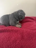 Steel, a male French Bulldog for sale in Kankakee, IL – 3 of 5
