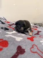 Ace, a male French Bulldog for sale in Kankakee, IL – 6 of 7