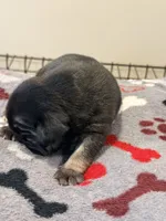 Spots, a male French Bulldog for sale in Kankakee, IL – 7 of 8