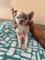 Misty, a female French Bulldog for sale in Kankakee, IL – 6 of 7