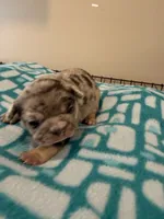 Pebbles , a female French Bulldog for sale in Kankakee, IL – 2 of 6