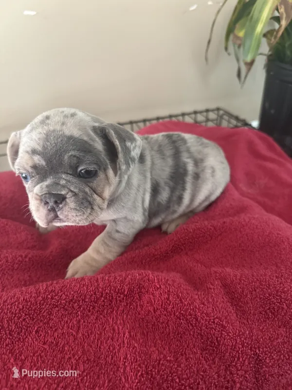 Misty – French Bulldog puppy for sale in Kankakee, IL