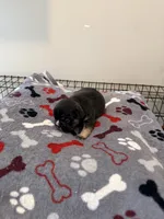 Ace, a male French Bulldog for sale in Kankakee, IL – 2 of 7