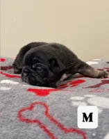 Spots, a male French Bulldog for sale in Kankakee, IL – 5 of 8
