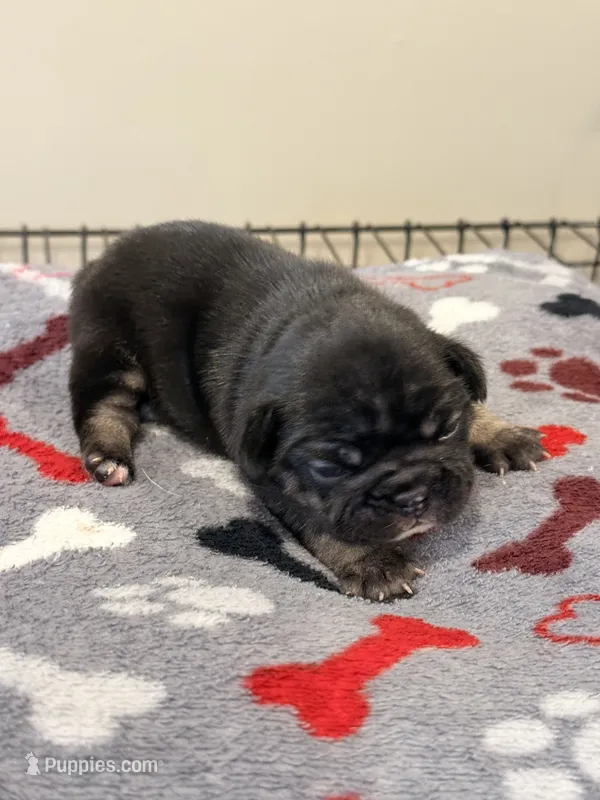 Spots – French Bulldog puppy for sale in Kankakee, IL