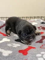 Spots, a male French Bulldog for sale in Kankakee, IL – 1 of 8