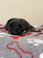 Oreo, a female French Bulldog for sale in Kankakee, IL – 4 of 6