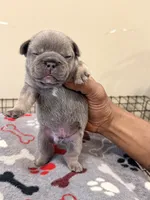 Steel, a male French Bulldog for sale in Kankakee, IL – 4 of 6