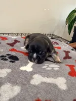 Ace, a male French Bulldog for sale in Kankakee, IL – 4 of 7