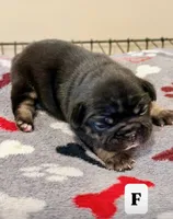 Oreo, a female French Bulldog for sale in Kankakee, IL – 1 of 6