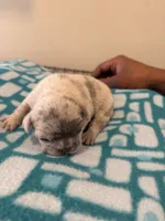 Misty, a female French Bulldog for sale in Kankakee, IL – 7 of 7