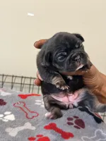 Oreo, a female French Bulldog for sale in Kankakee, IL – 5 of 6