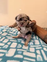 Patches, a female French Bulldog for sale in Kankakee, IL – 6 of 6