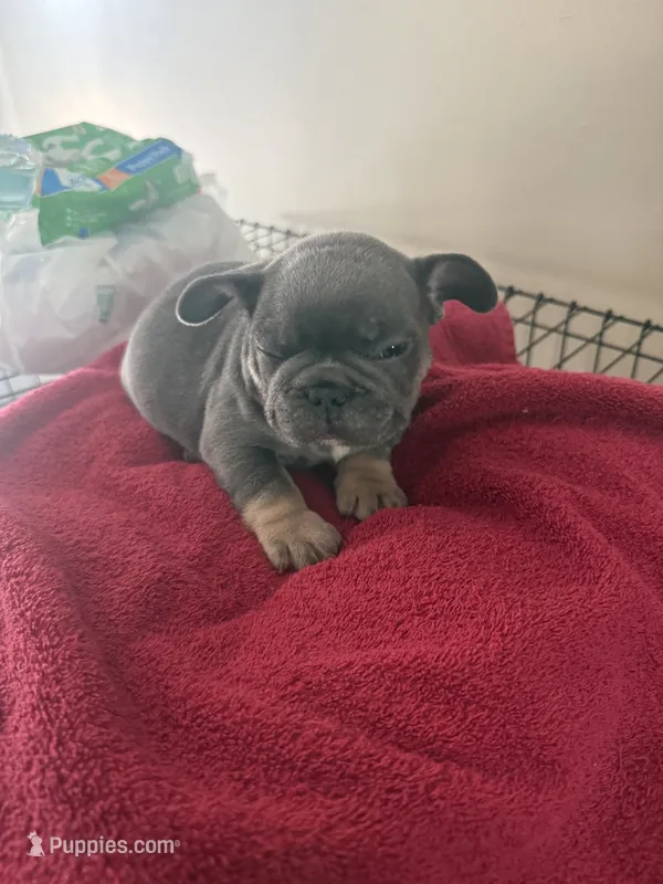 Steel – French Bulldog puppy for sale in Kankakee, IL