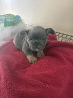 Steel, a male French Bulldog for sale in Kankakee, IL – 1 of 5