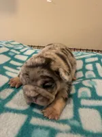 Pebbles , a female French Bulldog for sale in Kankakee, IL – 4 of 6